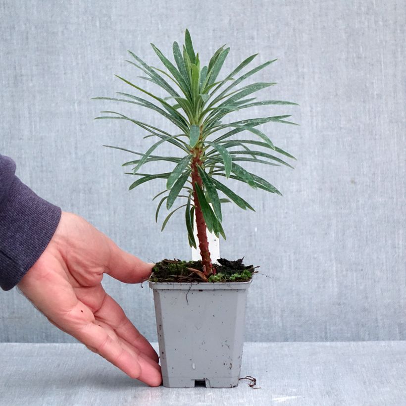 Euphorbia characias Purple and Gold - Spurge 8/9 cm pot sample as delivered in autumn