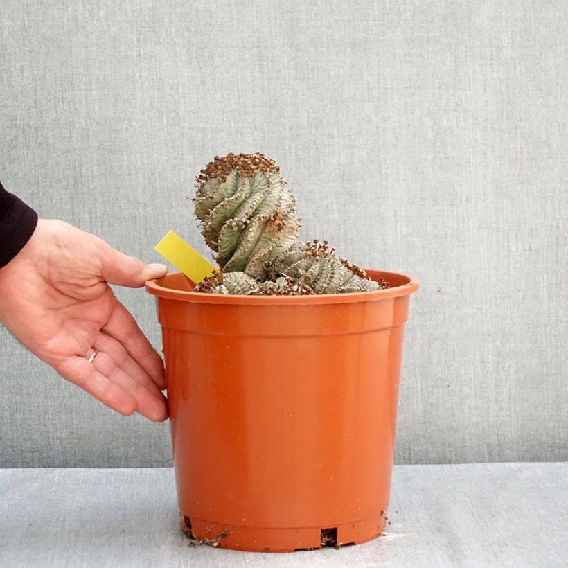 Euphorbia horrida alba - African milk barrel 4L/5L pot sample as delivered in autumn