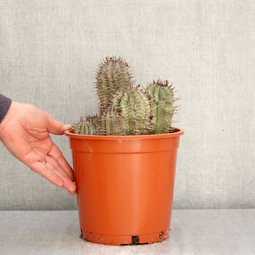 Euphorbia horrida - African milk barrel 4L/5L pot sample as delivered in spring