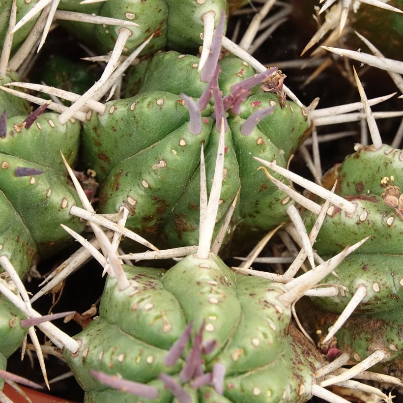 Euphorbia mammillaris - Corn-cob cactus (Foliage)