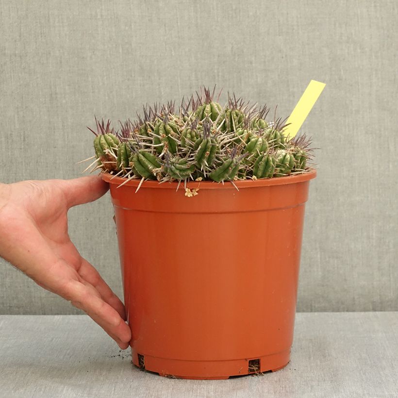 Euphorbia mammillaris - Corn-cob cactus 4L/5L pot sample as delivered in summer