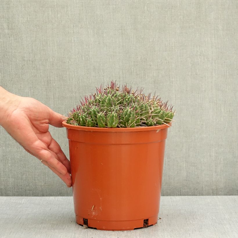 Euphorbia mammillaris - Corn-cob cactus 4L/5L pot sample as delivered in spring