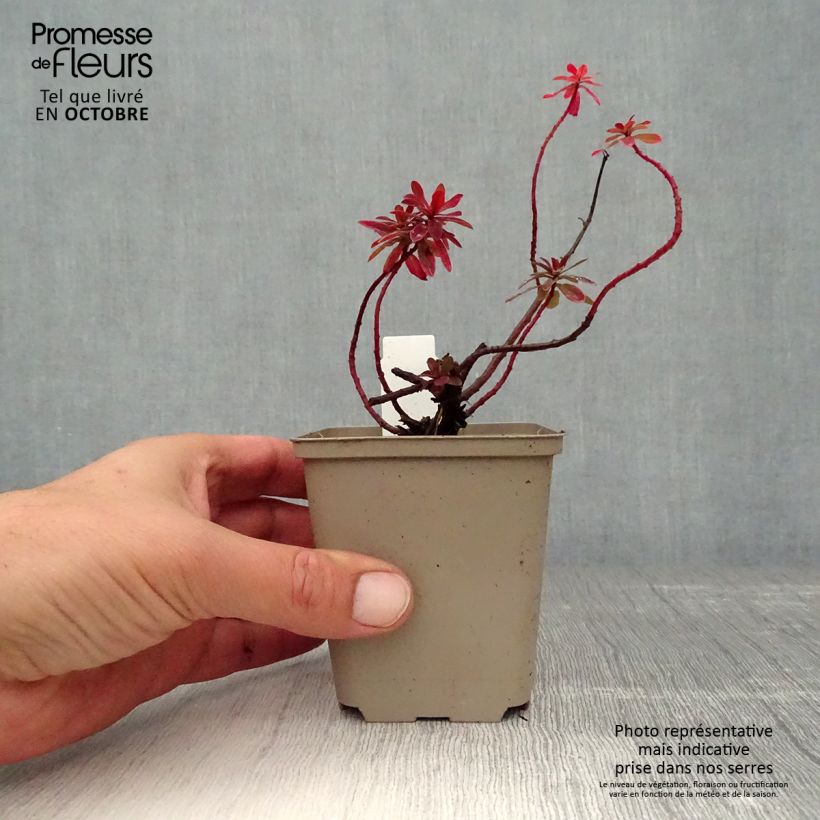 Euphorbia polychroma Bonfire - Spurge 8/9 cm pot sample as delivered in autumn
