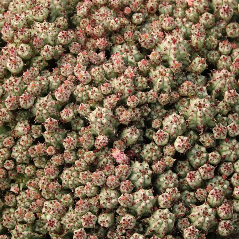 Euphorbia submammillaris - Spurge (Foliage)