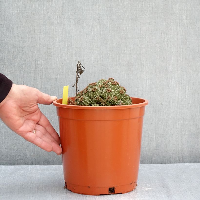 Euphorbia suzannae - Euphorbia cactus 4L/5L pot sample as delivered in autumn