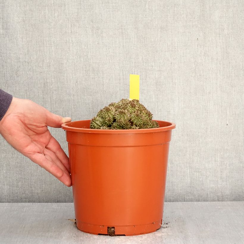 Euphorbia suzannae - Euphorbia cactus 4L/5L pot sample as delivered in spring
