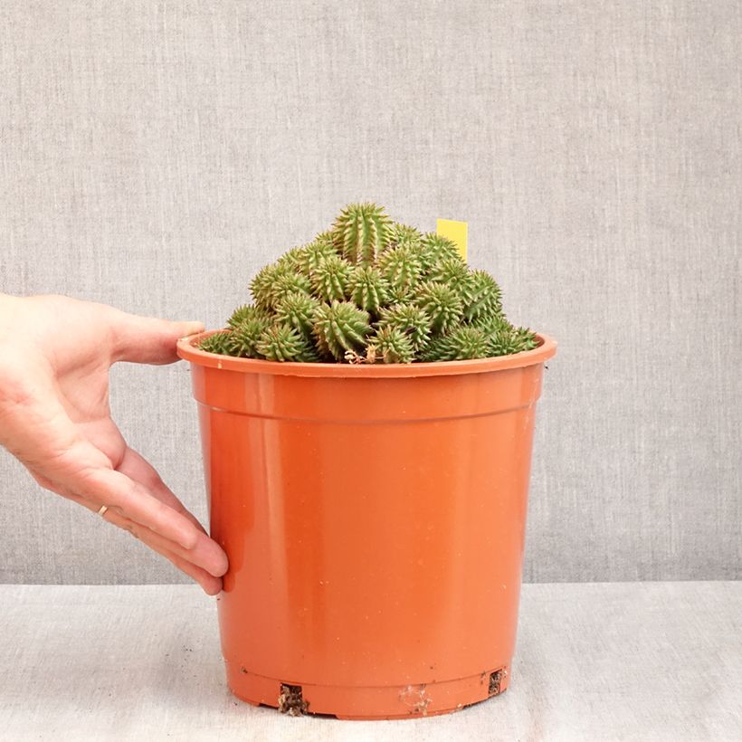 Euphorbia suzannae - Euphorbia cactus 4L/5L pot sample as delivered in summer