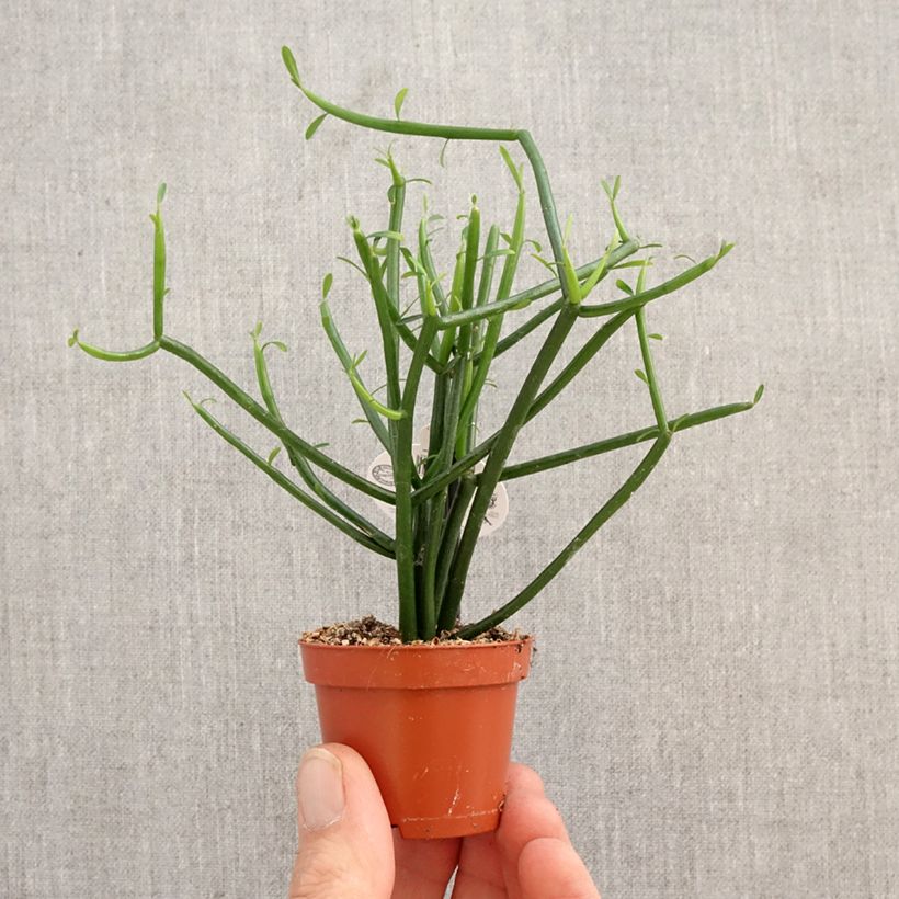 Euphorbia tirucalli - Pencil cactus mini plant sample as delivered in spring