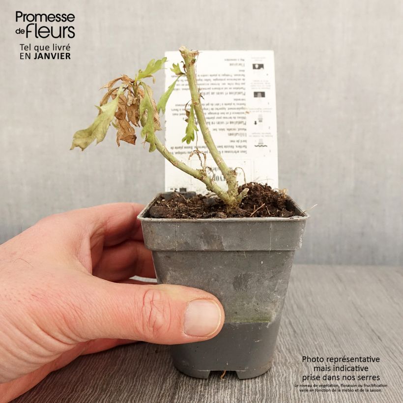 Euryops chrysanthemoides Sonnenschein 8/9 cm pot sample as delivered in winter