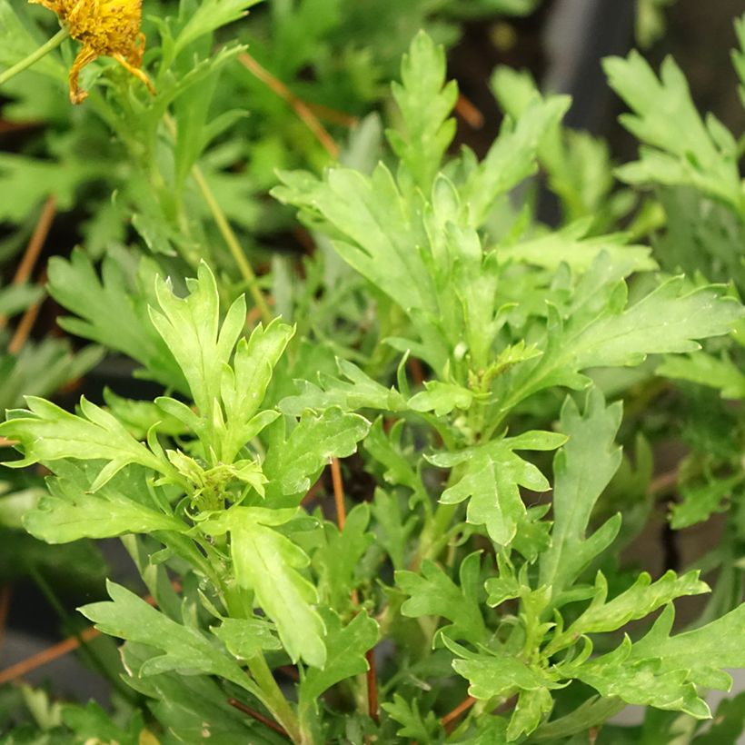 Euryops evansii - Mountain Euryops  (Foliage)