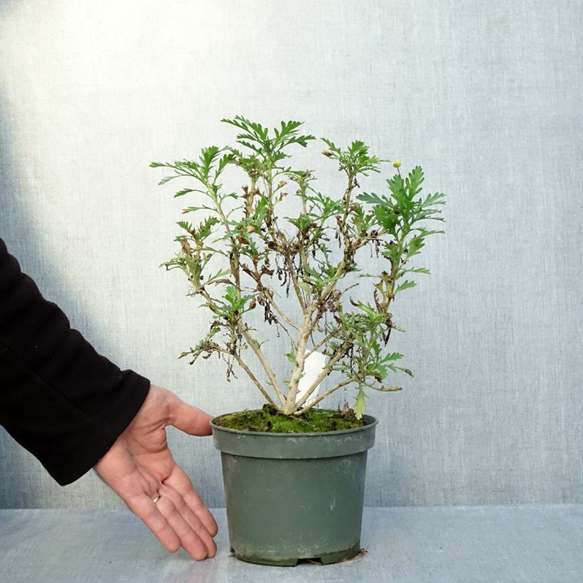 Euryops evansii - Mountain Euryops  2L/3L pot sample as delivered in autumn