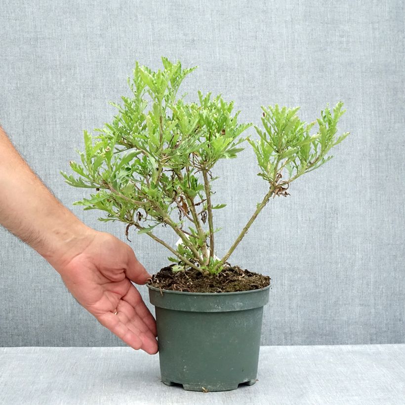 Euryops evansii - Mountain Euryops  2L/3L pot sample as delivered in summer