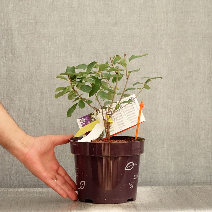Exochorda  macrantha Lotus Moon 3L/4L pot sample as delivered in summer
