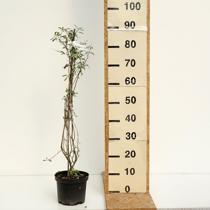 Exochorda racemosa Snow Mountain - Pearlbush 3L/4L pot sample as delivered in summer