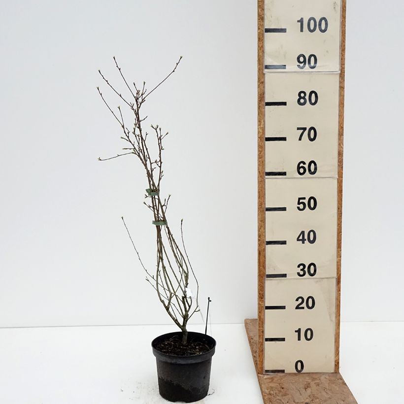 Exochorda racemosa Snow Mountain - Pearlbush 3L/4L pot sample as delivered in winter