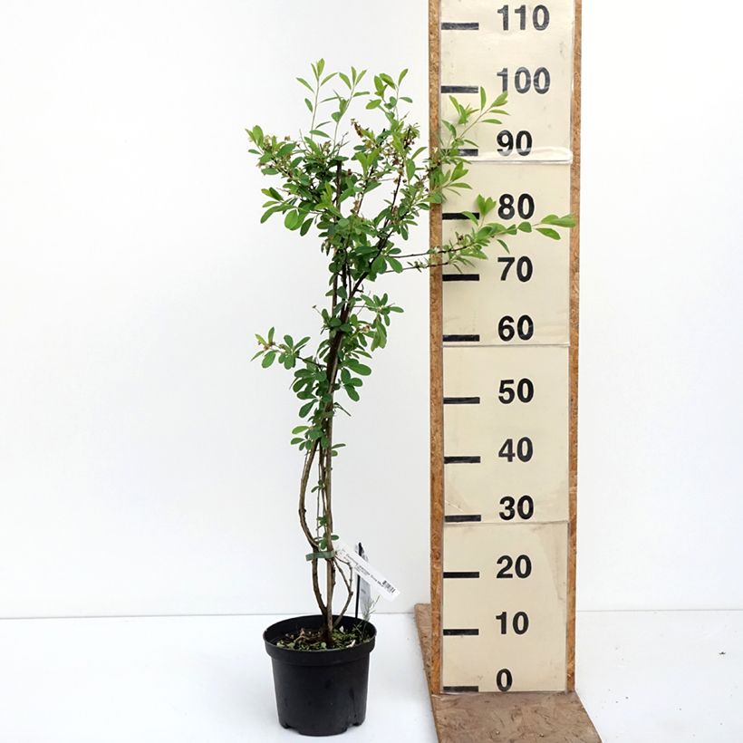 Exochorda racemosa Snow Mountain - Pearlbush 3L/4L pot sample as delivered in spring