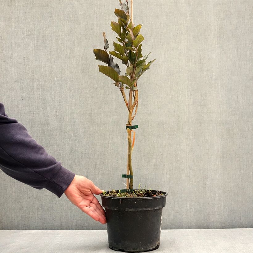 Fagus sylvatica Anny's Red Pillar 4L/5L pot sample as delivered in summer