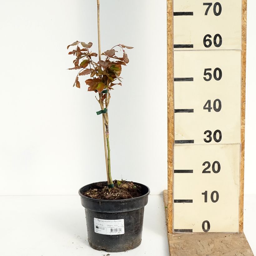 Fagus sylvatica Anny's Red Pillar 4L/5L pot sample as delivered in spring