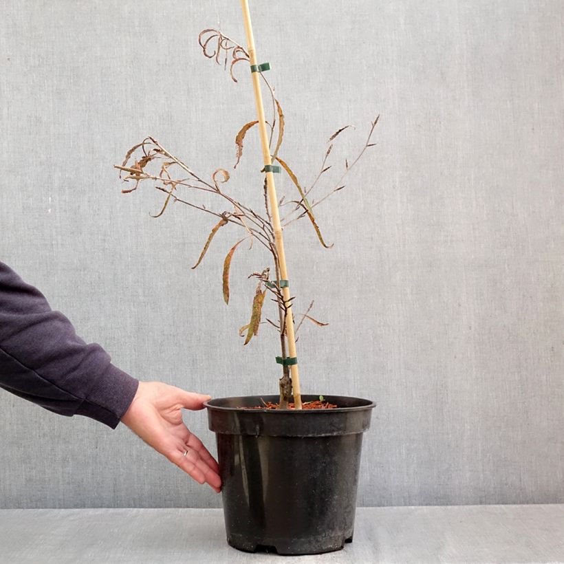 Fagus sylvatica Ansorgei - Beech 7.5L/10L pot sample as delivered in autumn