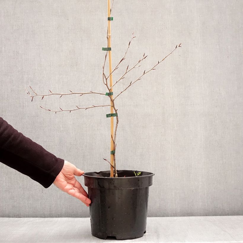 Fagus sylvatica Ansorgei - Beech 7.5L/10L pot sample as delivered in winter