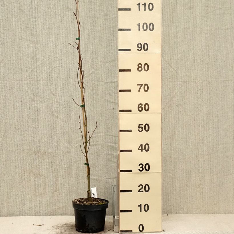 Fagus sylvatica Dawyck Gold - Beech 2L/3L pot sample as delivered in spring