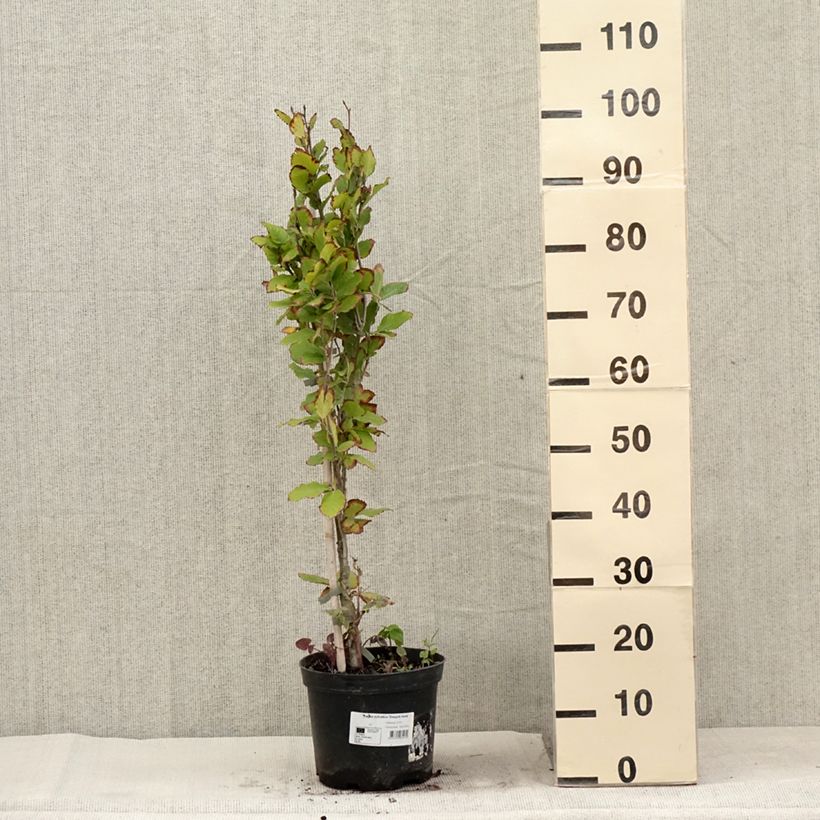 Fagus sylvatica Dawyck Gold - Beech 4L/5L pot sample as delivered in summer