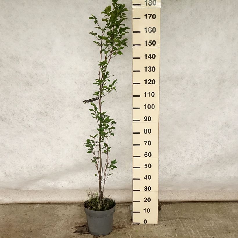 Fagus sylvatica Dawyck - Beech 4L/5L pot sample as delivered in summer