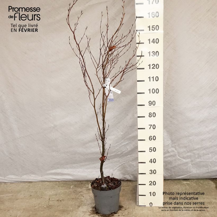 Fagus sylvatica Dawyck - Beech 4L/5L pot sample as delivered in winter