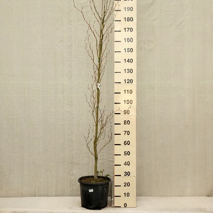 Fagus sylvatica Dawyck Purple - Beech 7.5L/10L pot sample as delivered in spring