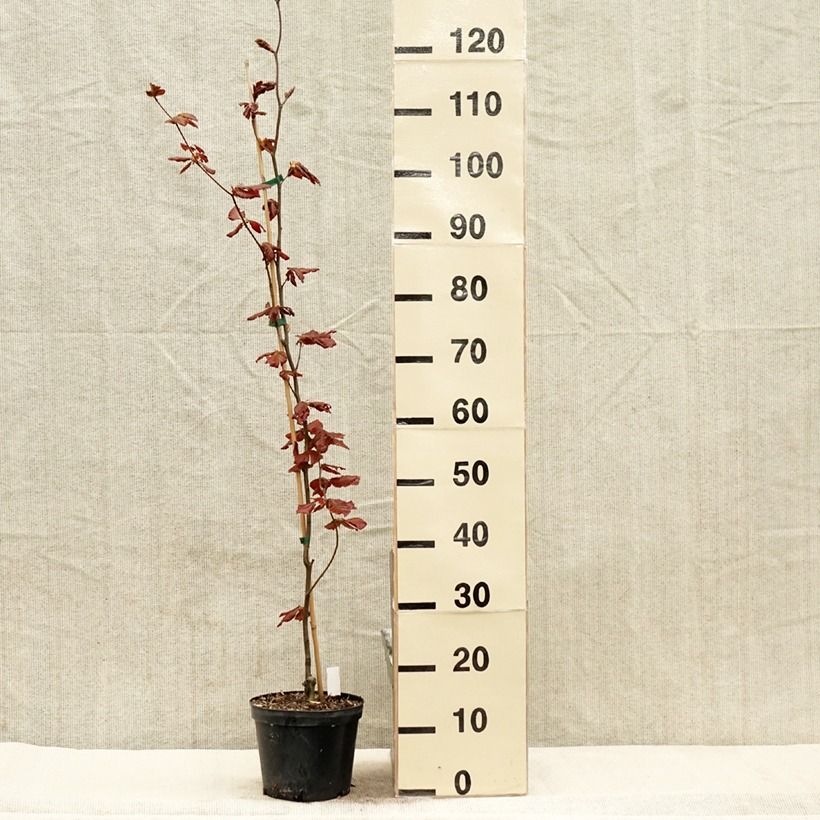 Fagus sylvatica Dawyck Purple - Beech 2L/3L pot sample as delivered in spring