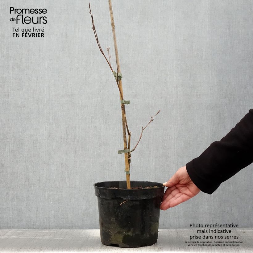 Fagus sylvatica Suentelensis  4L/5L pot sample as delivered in winter