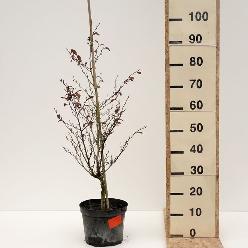 Fagus sylvatica Felderbach 4L/5L pot sample as delivered in winter