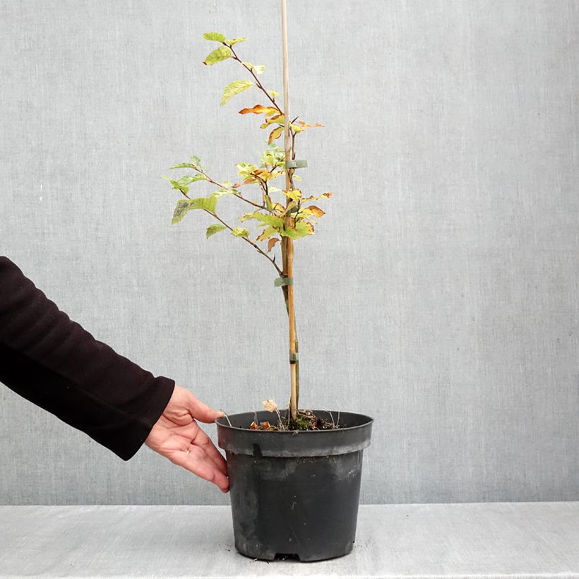 Fagus sylvatica Franken - Beech 4L/5L pot sample as delivered in autumn