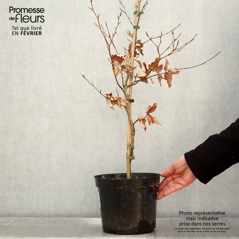 Fagus sylvatica Marmor Star 4L/5L pot sample as delivered in winter