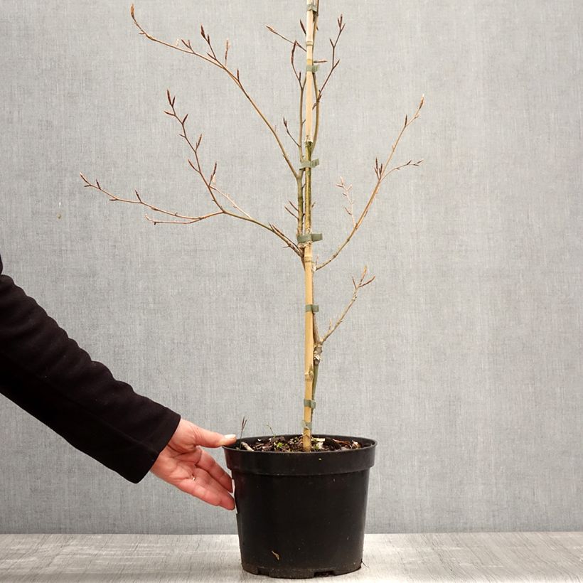 Fagus sylvatica Marmor Star 4L/5L pot sample as delivered in spring