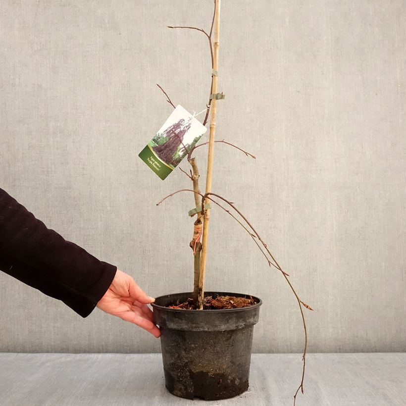 Fagus sylvatica Purple Fountain - Beech 4L/5L pot sample as delivered in winter