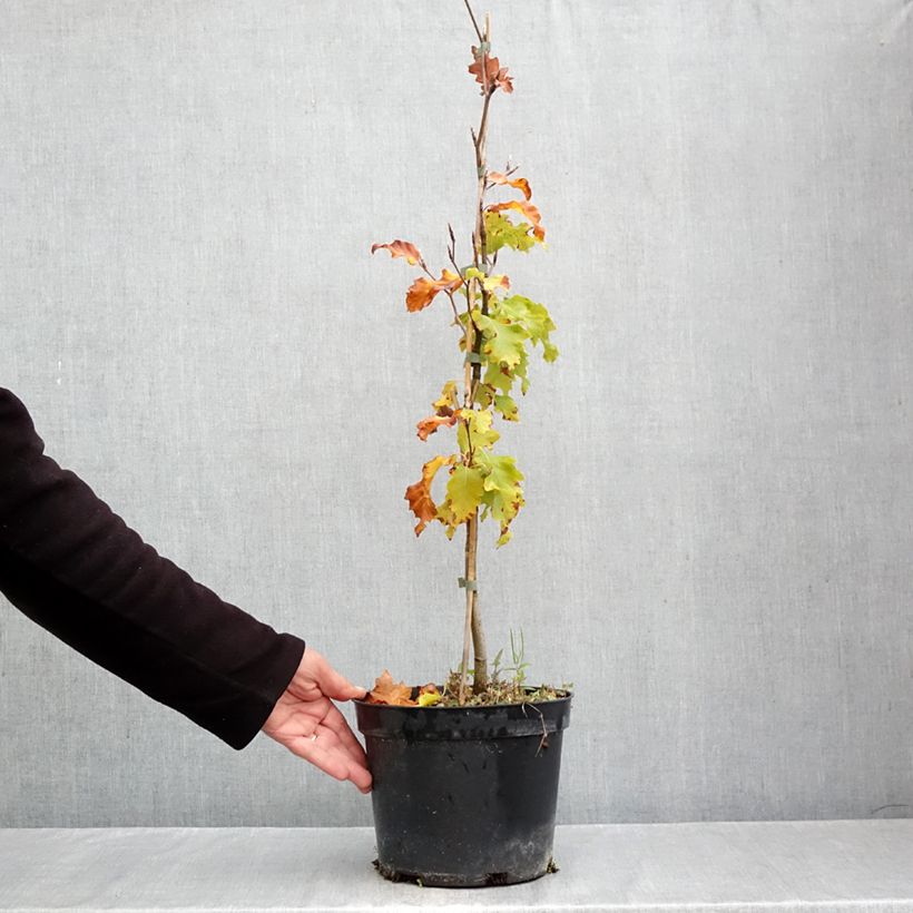 Fagus sylvatica Rohan Gold - Beech 4L/5L pot sample as delivered in autumn