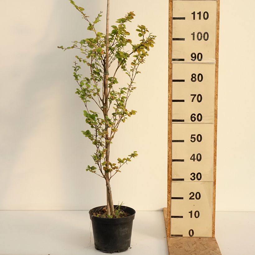 Fagus sylvatica Rotundifolia 4L/5L pot sample as delivered in summer
