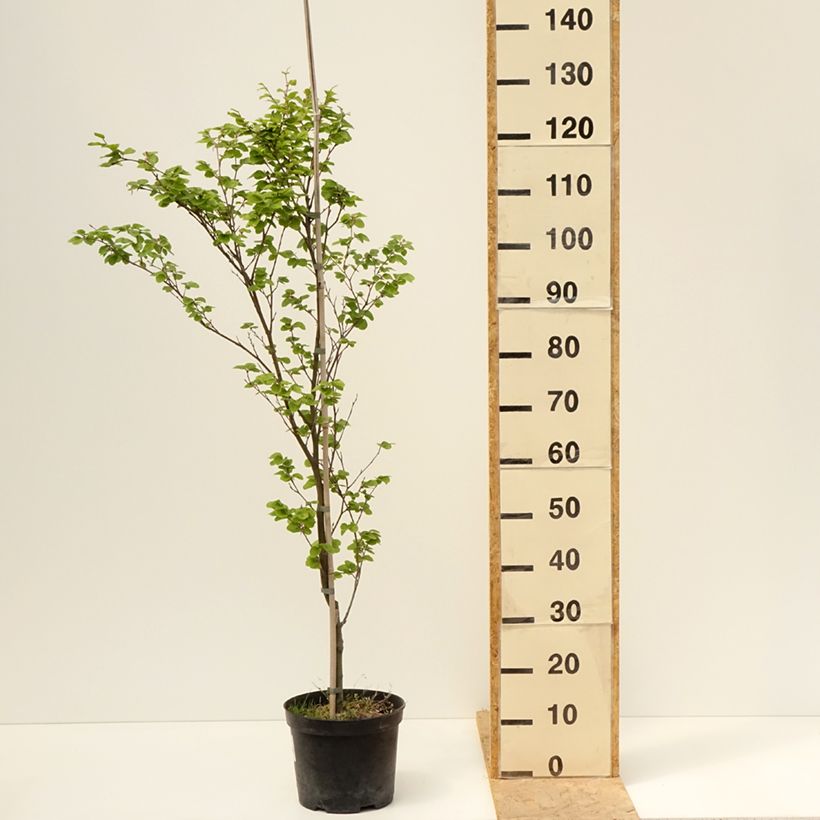 Fagus sylvatica Rotundifolia 4L/5L pot sample as delivered in spring