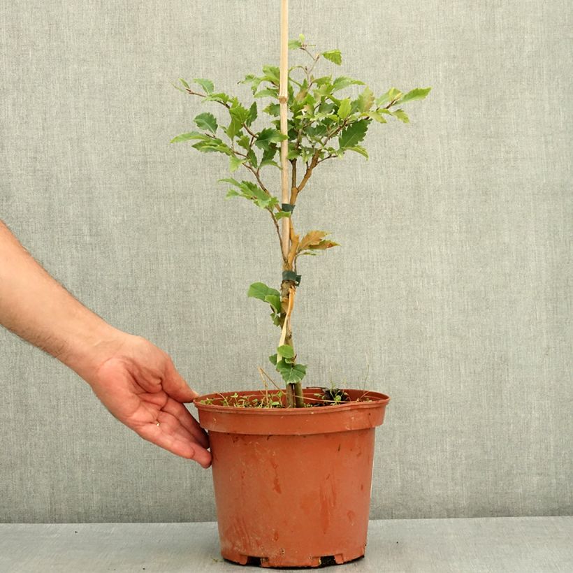 Fagus sylvatica Sandrode - Beech 4L/5L pot sample as delivered in summer