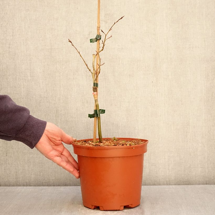 Fagus sylvatica Sandrode - Beech 4L/5L pot sample as delivered in spring