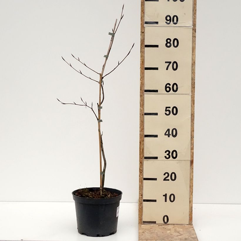 Fagus sylvatica Swat Magret 4L/5L pot sample as delivered in winter