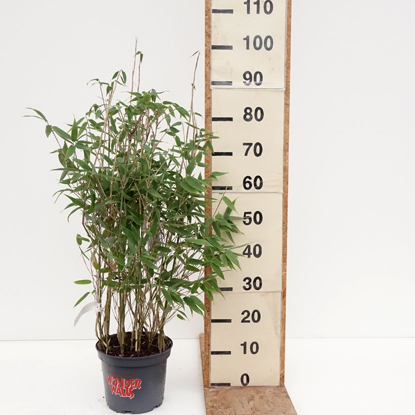 Fargesia murielae Blue Lizard  - Bamboo 4L/5L pot sample as delivered in winter