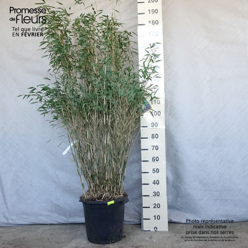 Fargesia murielae Dino - Non-running bamboo 20L/25L pot sample as delivered in winter