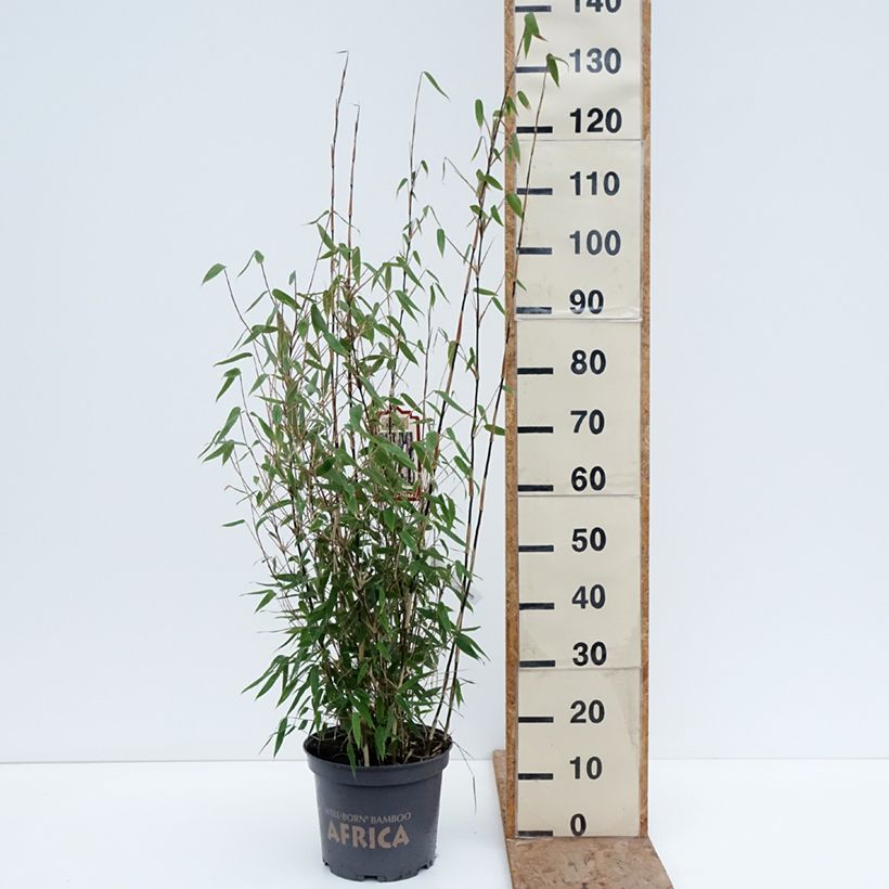Fargesia murielae Red Zebra - Non-running bamboo 7.5L/10L pot sample as delivered in winter