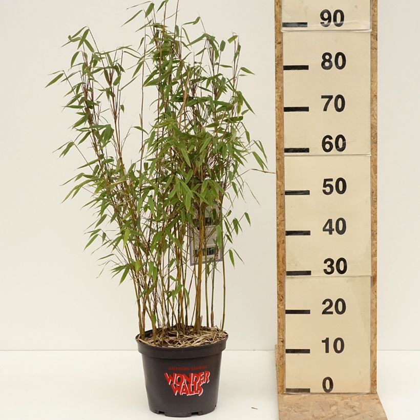 Fargesia murielae Violet Woods  - Non-running bamboo 4L/5L pot sample as delivered in spring