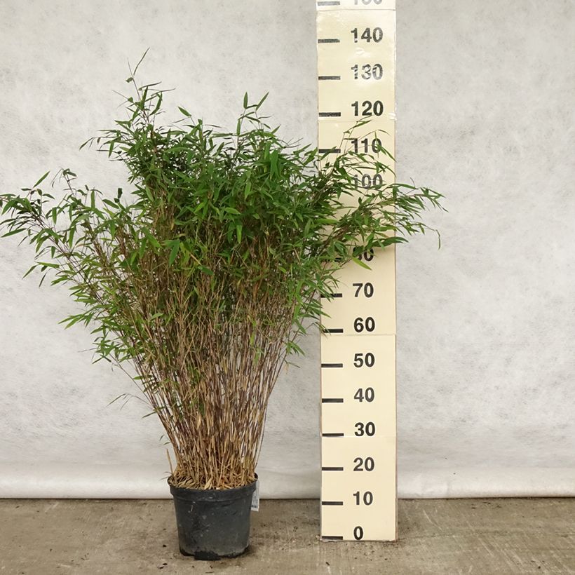 Fargesia nitida Gansu 7.5L/10L pot sample as delivered in spring