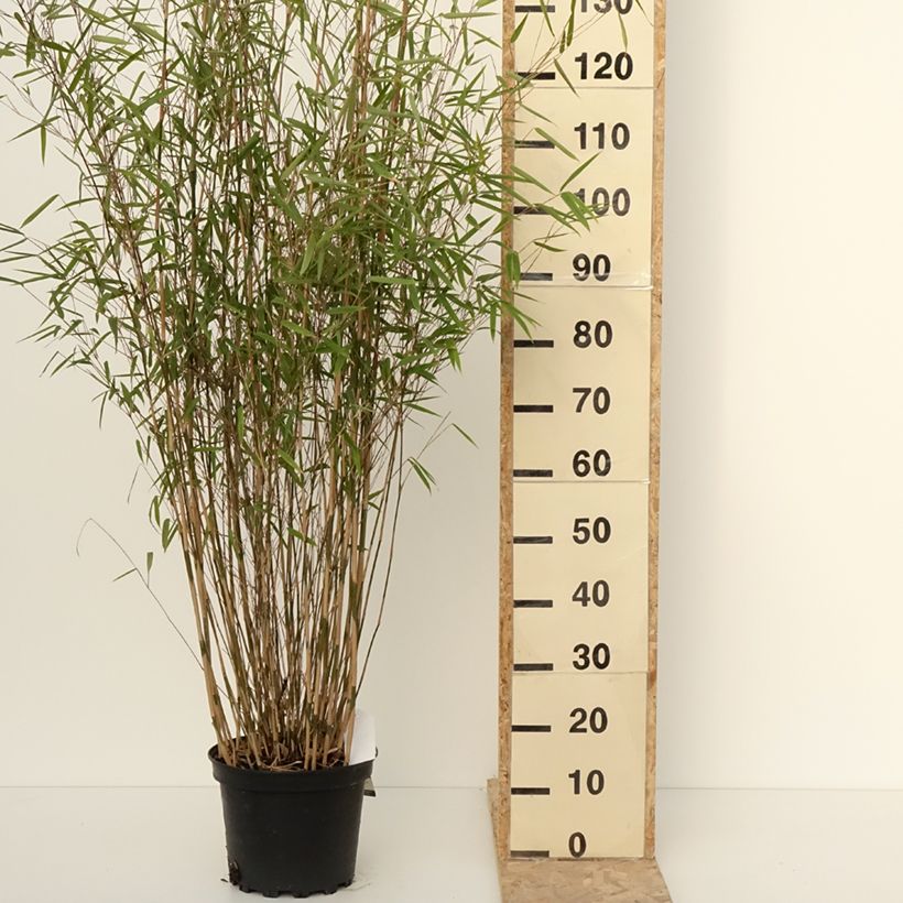 Fargesia nitida Obelisk - Non-running Bamboo 7.5L/10L pot sample as delivered in winter