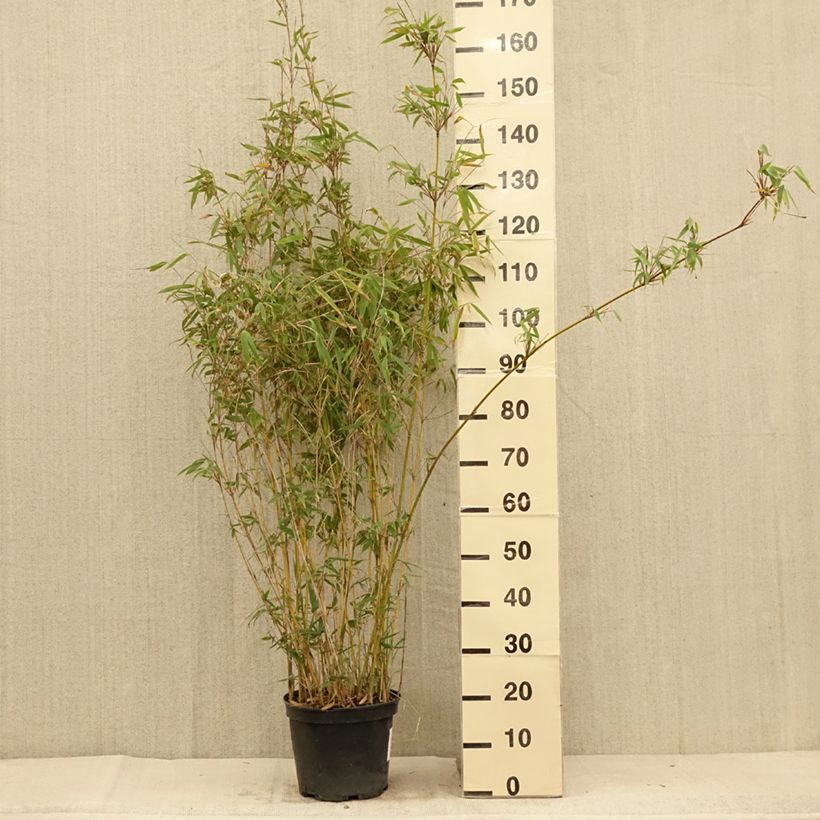 Fargesia nitida Obelisk - Non-running Bamboo 7.5L/10L pot sample as delivered in summer
