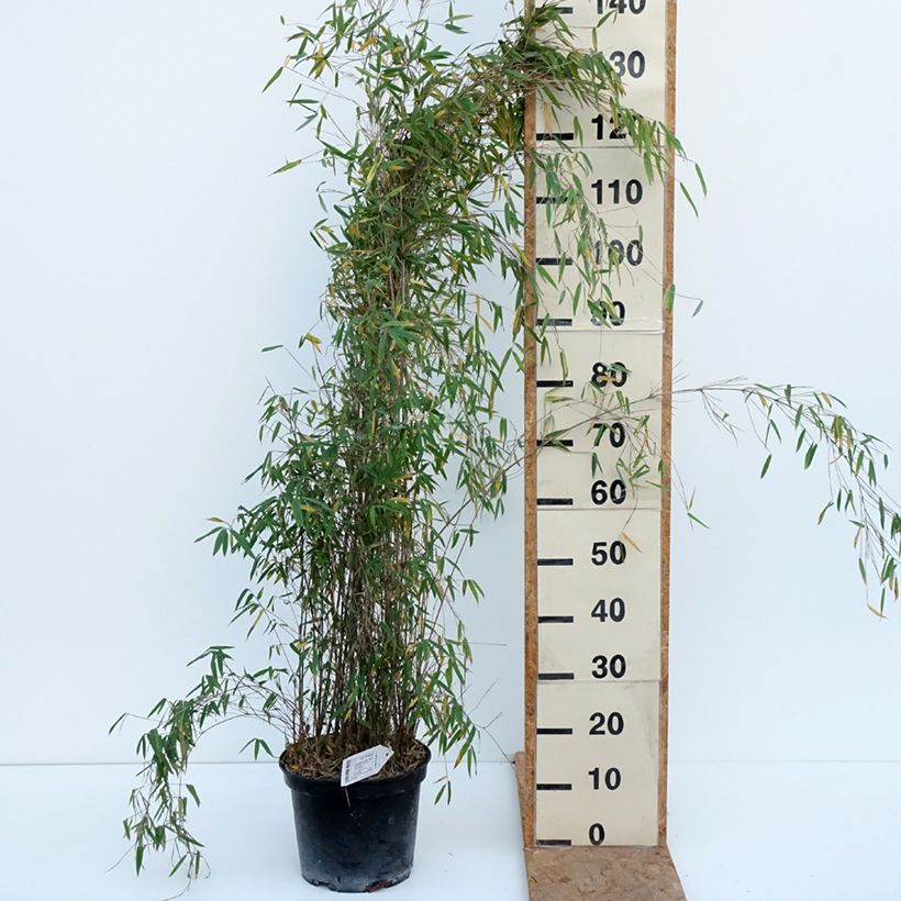 Fargesia nitida Red Dragon - Non-running bamboo 7.5L/10L pot sample as delivered in autumn